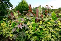 Musa - Bananas, Indian shot, Cannas and Abutilon pictum 'Thompsonii' mass planted in a summer border to give a tropical atmosphere.