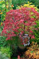 Acer palmatum 'Crimson Queen' - Dissectum Group colouring up in the autumn in a deep terracotta pot decorated with patterned boulders and a necklace of threaded flints and backed by yellow foliage.
