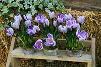 Crocus 'Pickwick' growing in small weathered metal pots set in a plant stand and mulched with moss.