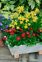 Multi-headed Narcissus 'Tete-a-tete' and double daisy Bellis perennis 'Tasso Red' growing in a shallow wooden trough raised on pot feet.