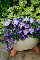 Crocus 'Pickwick' with Campanula poscharskyana in a white glazed bowl raised up on terracotta pot feet.