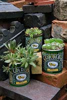 Houseleeks, Sempervivum growing in recycled golden syrup tins.