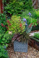 Hardy perennials grown for foliage and flower in a fibreclay cube. Heuchera 'Rave On', Iris pallida 'Variegata', Arthropodium candidum purpureum and Euphorbia x martini 'Ascot Rainbow'.