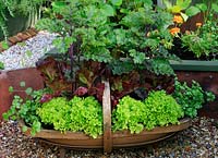 Lettuce, kale and watercress growing in a traditional Sussex trug.