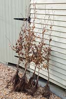 Bare root Fagus sylvatica plants leant against a shed