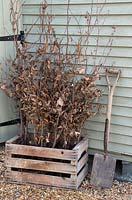 Wooden crate containing bare root Fagus sylvatica plants