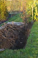 A trench prepared for planting bare root Fagus sylvatica plants