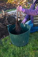Soaking bare root Fagus sylvatica in a solution of water and Mycorrhizal fungi