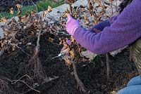 Planting a row of bare root Fagus sylvatica