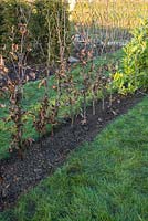 Fagus sylvatica - A newly planted row of bare root 