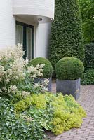 Entrance, containers with Buxus sempervirens balls.