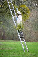 Woman on ladder harvesting mistletoe 
