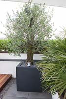 Black container with Olea on a roof terrace garden in Rotterdam, Holland.