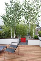 Roof garden terrace with containers planted with Betula utilis 'Doorenbos', Rotterdam, Holland.