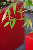 Detail Phyllostachys aureus planted in a red container.