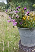 Galvanized bucket of Meadow grass, Centaurea nigra, Hypericum perforatum, Malva arborea and Lotus corniculatus