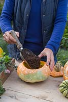 Fill the Pumpkin with some compost