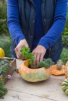 Plant a variety of Succulents inside the Pumpkin
