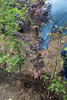 Woman removing an incorrect variety of Corylus avellana that has grown within a line of others