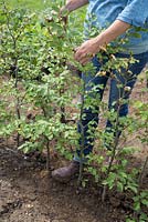 Woman replacing an incorrect variety of Corylus avellana that had grown