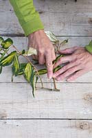 Use a sharp knife and cut 1cm above a leaf node to create your mallet cuttings