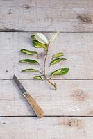 A mallet cutting of Elaeagnus with leaves removed