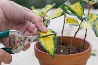 Cut the remaining leaves in half which will redirect the energy to help stimulate root growth