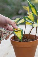 Cut the remaining leaves in half which will redirect the energy to help stimulate root growth