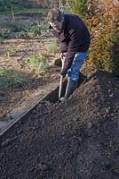 Digging trench to plant a bare root Ligustrum ovalifolium