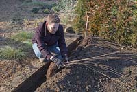 Laying bare root Ligustrum ovalifolium onto soil ready to plant