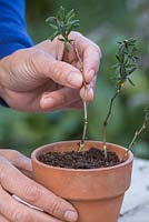 Plant the semi-ripe heel cutting of Berberis stenophylla in a terracotta pot ensuring they are equally spaced apart