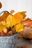 Autumn leaves - Copper Beech in metal bucket