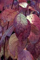 Cornus alba 'Sibirica' leaves in Autumn