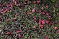 Dombeya cacuminum, petals on cobbled path