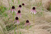 Echinacea pallida with Stipa tenuissima, Oudolf Field, Hauser and Wirth, Somerset, August