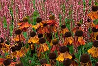 Helenium 'Moerheim Beauty' with Persicaria amplexicaulis, Oudolf Field, Hauser and Wirth, Somerset