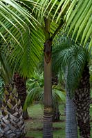 Jardim Botanico, Funchal, Madeira. The Palm Garden
