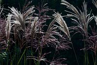 Miscanthus 'Malepartus', Chinese Silver Grass