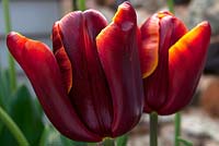 Tulipa 'Abu Hassan' April