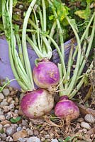 Bunch of turnips.