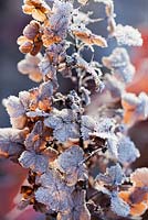 Hydrangea quercifolia in Winter - Oakleaf Hydrangea