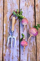 Harvested turnips on wooden surface with fork 