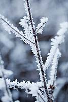 Cornus - Frost on a dogwood branch