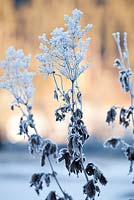 Filipendula ulmaria - Meadowsweet in winter frost.