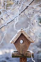 Bird table in winter. Alder tree