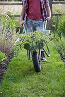 Man pushing a wheelbarrow of weeds along a grass path