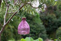 Wasp trap hanging from an Olive tree