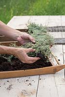 Planting Thymus pseudolanuginosus in the compost within the picture frame