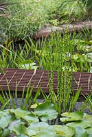 Rusted metal bridge crossing the pond with Equisetum japonicum and Water Lillies