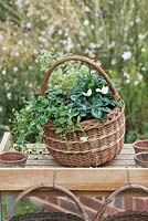 Step-by-Step planting autumn baskets: Newly planted autumn basket with Echinacea Sunseekers 'Mellow', variegated oregano,  Cyclamen F1 Miracle Mixed, and trailing periwinkle.